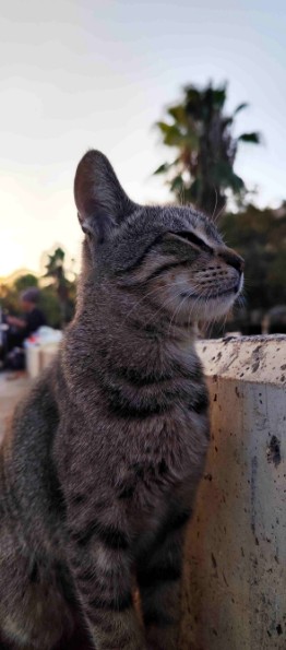 Hacer Söğütçü Dostlarımız Kedi Fotoğrafı